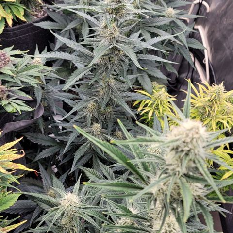 Strawberry Gorilla Auto growlog timeline photo