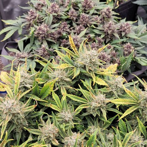 Banana Purple Punch Auto growlog timeline photo