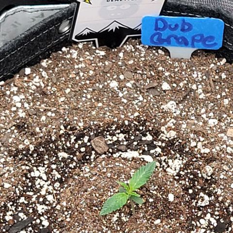 Double grape  growlog timeline photo