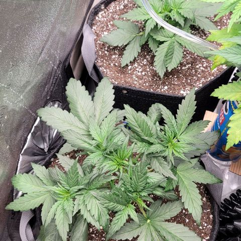 Mimosa Cake Auto growlog timeline photo
