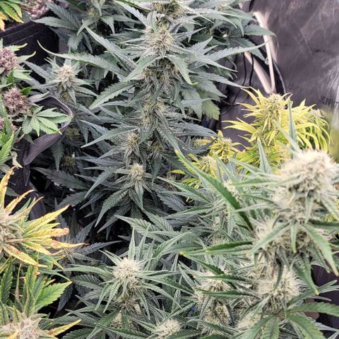 Strawberry Gorilla Auto growlog timeline photo