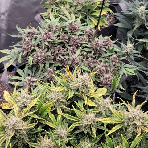 Banana Purple Punch Auto growlog timeline photo