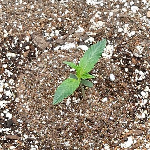 Double grape  growlog timeline photo