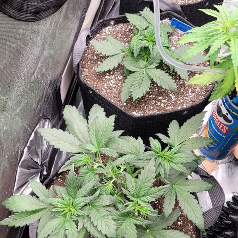 Mimosa Cake Auto growlog timeline photo