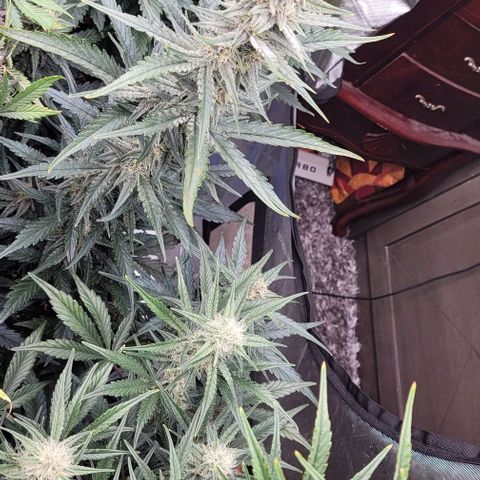 Strawberry Gorilla Auto growlog timeline photo