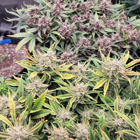 Banana Purple Punch Auto growlog timeline photo