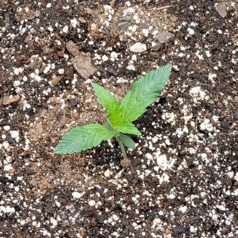 Double grape  growlog timeline photo