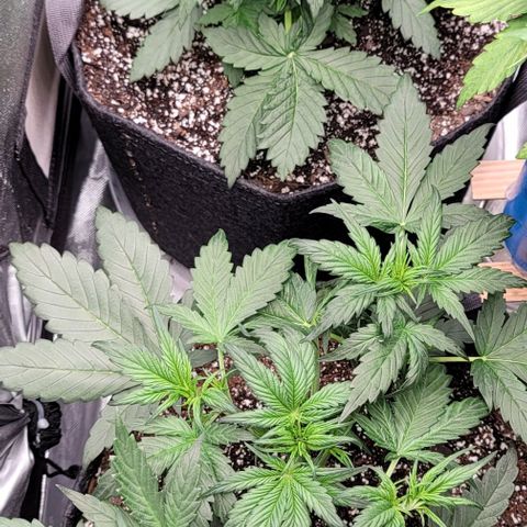 Mimosa Cake Auto growlog timeline photo