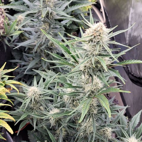 Strawberry Gorilla Auto growlog timeline photo