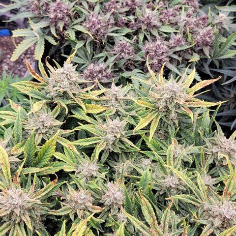 Banana Purple Punch Auto growlog timeline photo