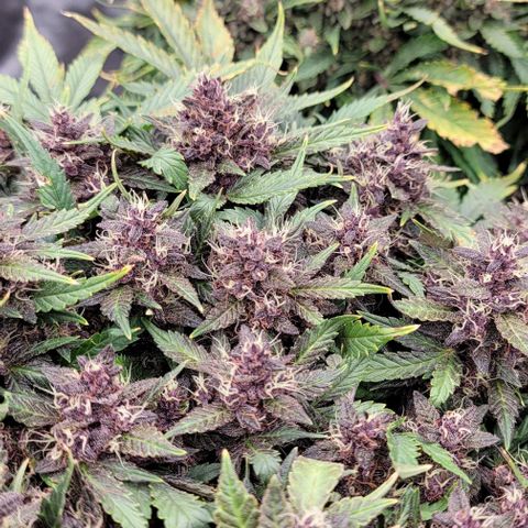 Banana Purple Punch Auto growlog timeline photo