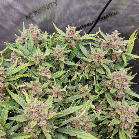 Banana Purple Punch Auto growlog timeline photo