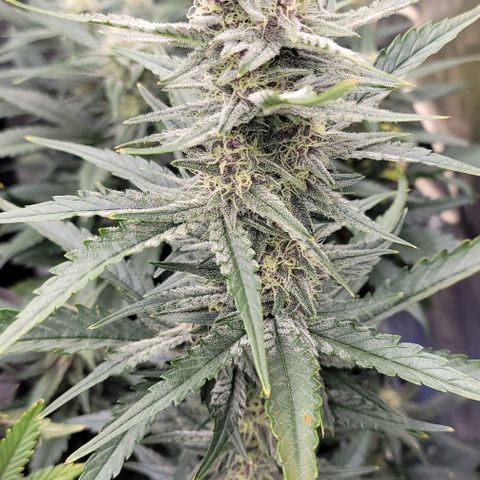 Strawberry Gorilla Auto growlog timeline photo