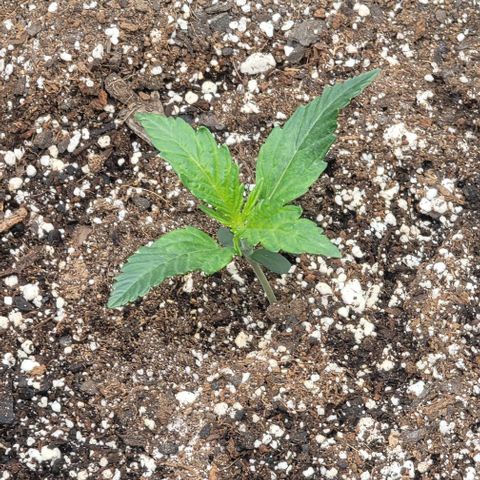 Double grape  growlog timeline photo