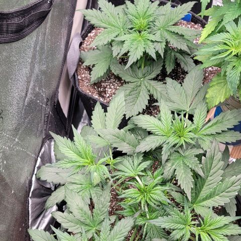 Mimosa Cake Auto growlog timeline photo