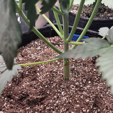 Mimosa Cake Auto growlog timeline photo