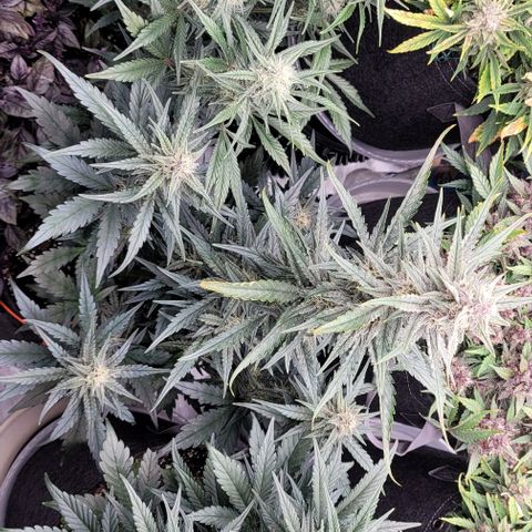 Strawberry Gorilla Auto growlog timeline photo