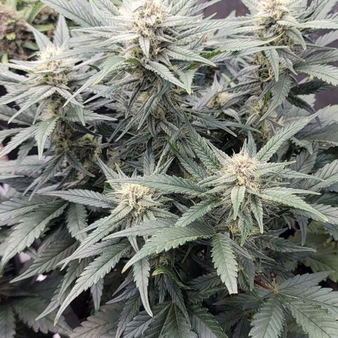 Strawberry Gorilla Auto growlog timeline photo