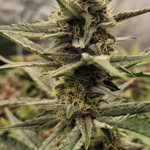 Strawberry Gorilla Auto growlog timeline photo