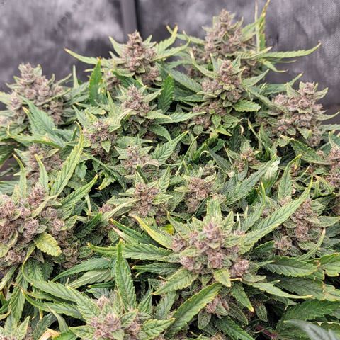 Banana Purple Punch Auto growlog timeline photo