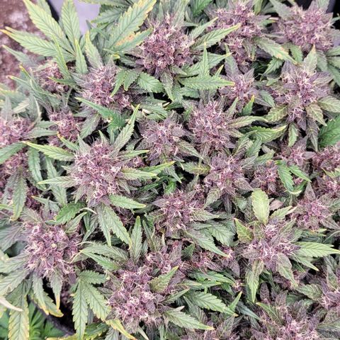 Banana Purple Punch Auto growlog timeline photo
