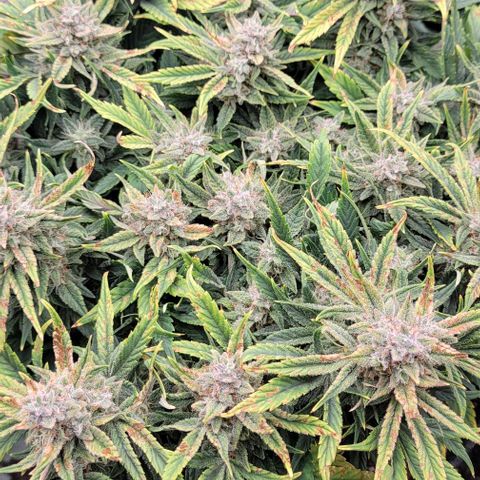 Banana Purple Punch Auto growlog timeline photo
