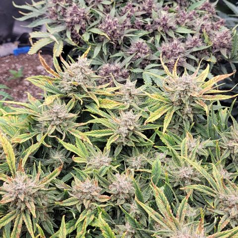 Banana Purple Punch Auto growlog timeline photo