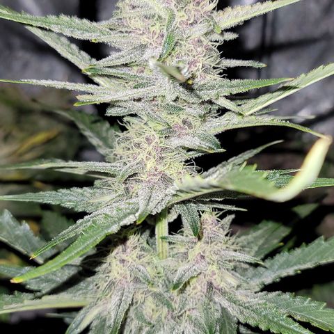 Strawberry Gorilla Auto growlog timeline photo