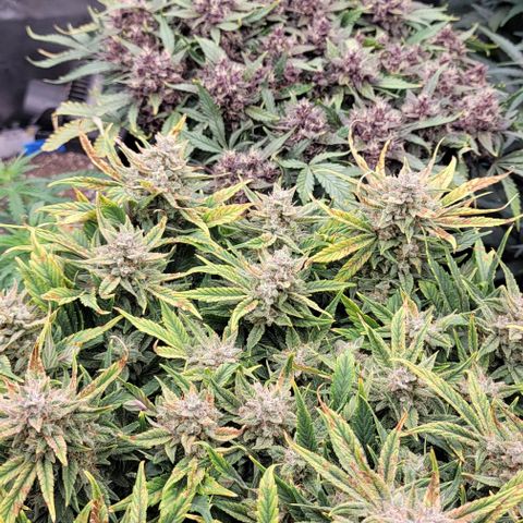 Banana Purple Punch Auto growlog timeline photo