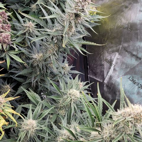 Strawberry Gorilla Auto growlog timeline photo