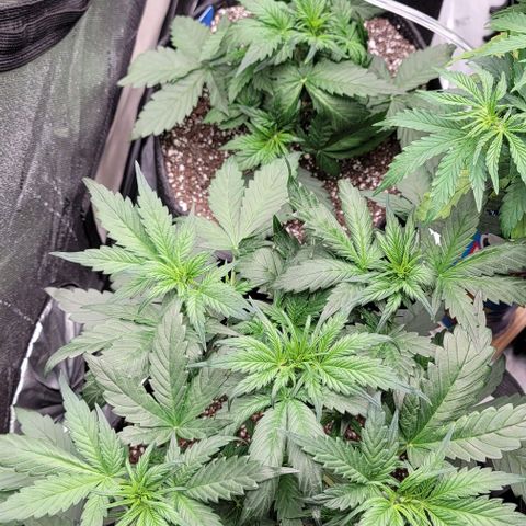 Mimosa Cake Auto growlog timeline photo