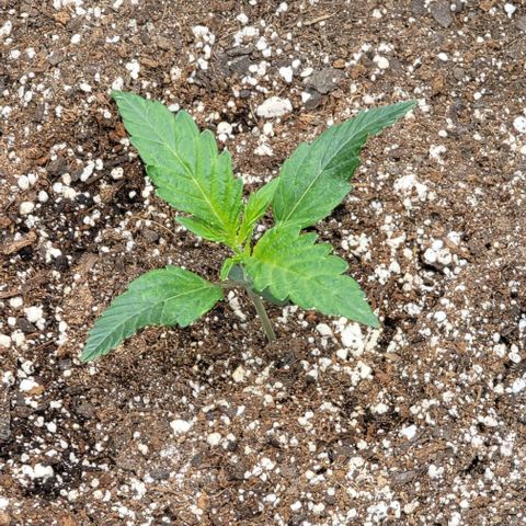 Double grape  growlog timeline photo