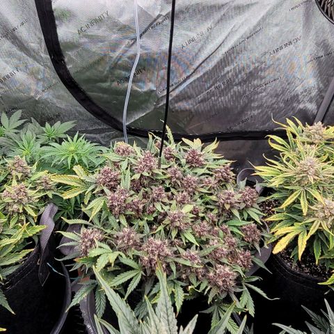 Banana Purple Punch Auto growlog timeline photo
