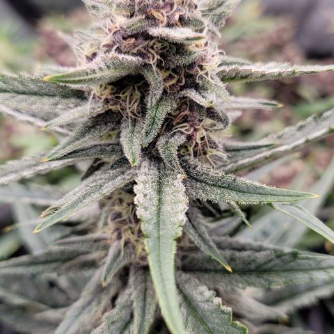 Strawberry Gorilla Auto growlog timeline photo