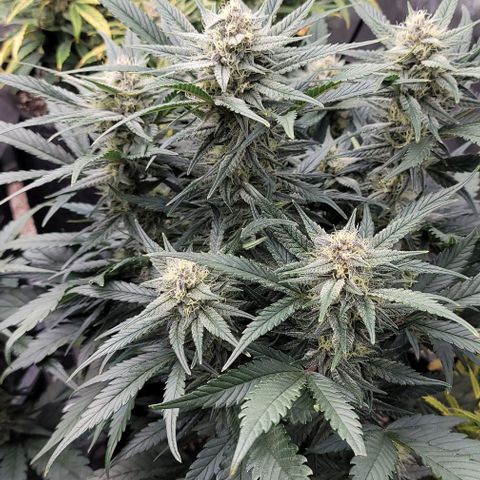 Strawberry Gorilla Auto growlog timeline photo