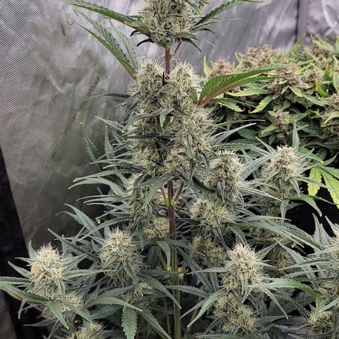 Strawberry Gorilla Auto growlog timeline photo