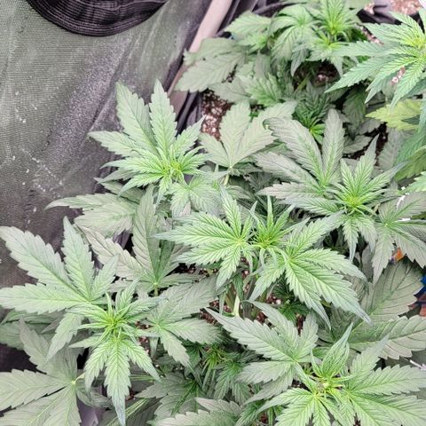 Mimosa Cake Auto growlog timeline photo