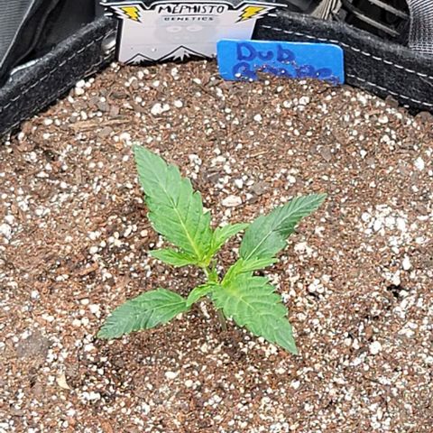 Double grape  growlog timeline photo