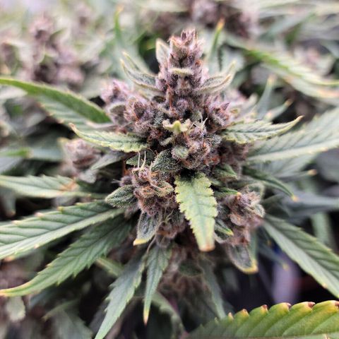 Banana Purple Punch Auto growlog timeline photo
