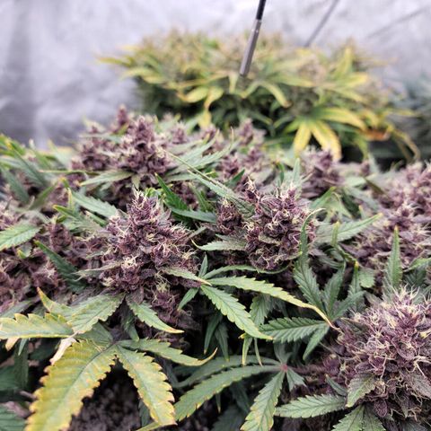 Banana Purple Punch Auto growlog timeline photo