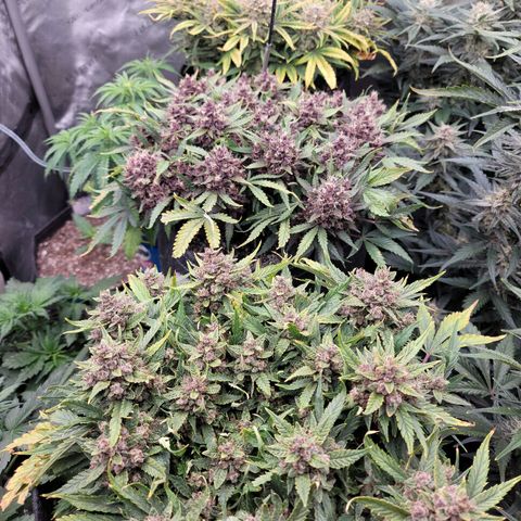 Banana Purple Punch Auto growlog timeline photo