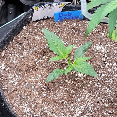 Double grape  growlog timeline photo