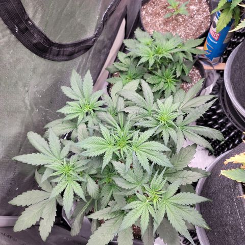 Mimosa Cake Auto growlog timeline photo