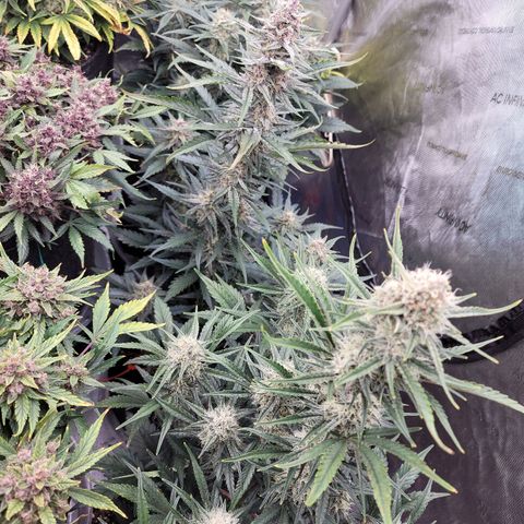 Strawberry Gorilla Auto growlog timeline photo