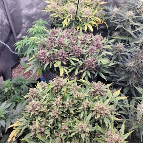 Banana Purple Punch Auto growlog timeline photo
