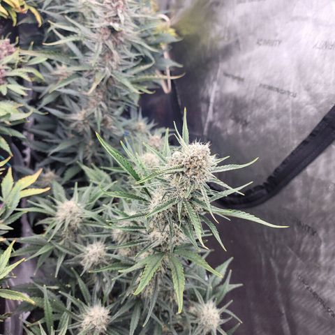 Strawberry Gorilla Auto growlog timeline photo
