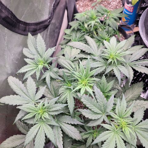 Mimosa Cake Auto growlog timeline photo
