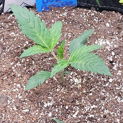 Double grape  growlog timeline photo