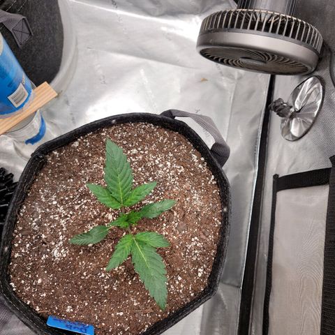 Double grape  growlog timeline photo