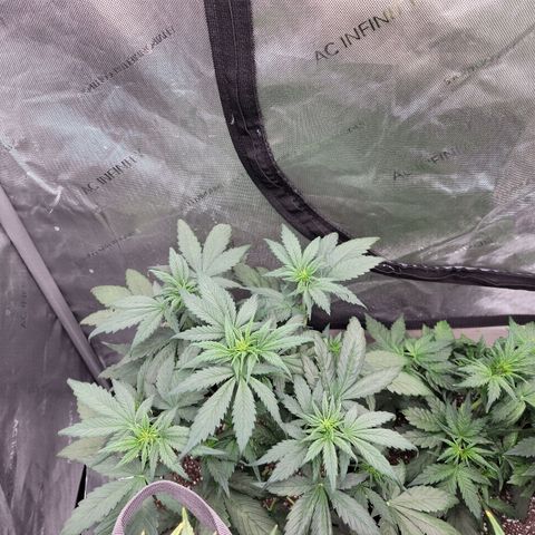 Mimosa Cake Auto growlog timeline photo
